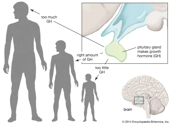 Growth hormone